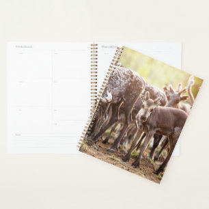 Cutest Baby Animals   Svalbard Reindeer Planner