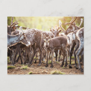 Cutest Baby Animals   Svalbard Reindeer Postcard