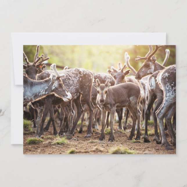 Cutest Baby Animals | Svalbard Reindeer Thank You Card (Front)
