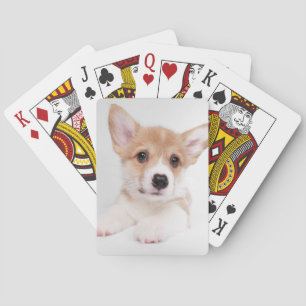 Cutest Baby Animals   Sweet Baby Corgi Playing Cards