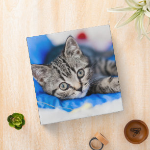 Cutest Baby Animals   Tabby Kitten in Play Tunnel Binder