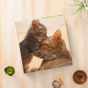 Cutest Baby Animals Tabby Kitten Kiss Binder