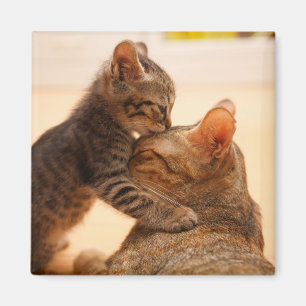Cutest Baby Animals Tabby Kitten Kiss Magnet