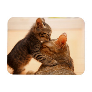 Cutest Baby Animals   Tabby Kitten Kiss Magnet
