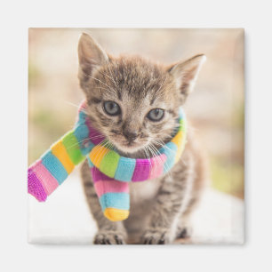 Cutest Baby Animals   Tabby Kitten Rainbow Scarf Magnet