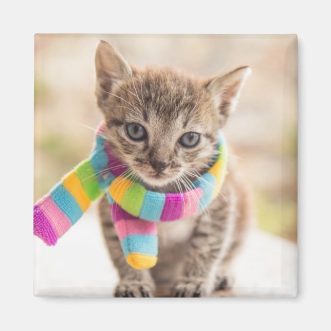 Cutest Baby Animals | Tabby Kitten Rainbow Scarf Magnet (Front)