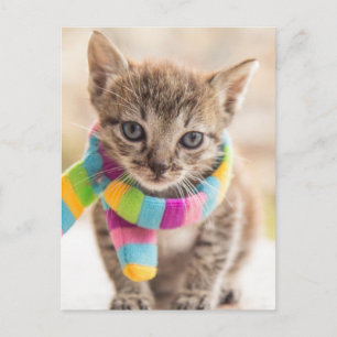Cutest Baby Animals   Tabby Kitten Rainbow Scarf Postcard