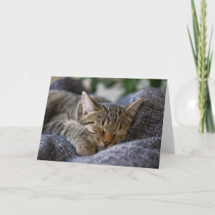 Cutest Baby Animals Tabby Kitten Sleeping Card