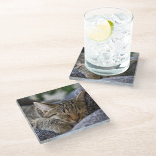Cutest Baby Animals Tabby Kitten Sleeping Glass Coaster