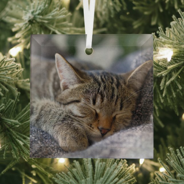 Cutest Baby Animals | Tabby Kitten Sleeping Glass Ornament (Insitu)