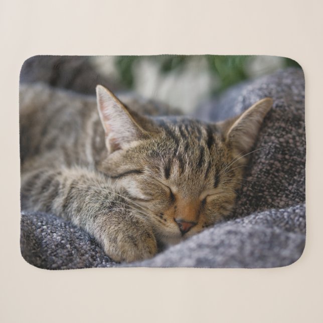 Cutest Baby Animals | Tabby Kitten Sleeping Sherpa Blanket (Front (Horizontal))