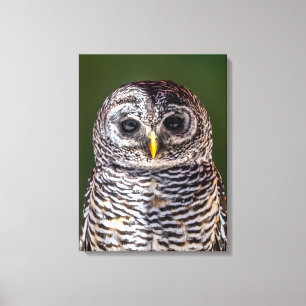 Cutest Baby Animals Tawny Owl Canvas Print