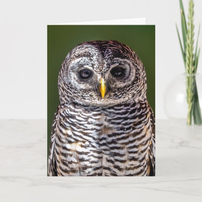 Cutest Baby Animals | Tawny Owl Card (Front)