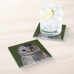 Cutest Baby Animals Tawny Owl Glass Coaster