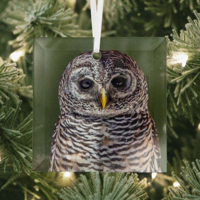 Cutest Baby Animals | Tawny Owl Glass Ornament (Insitu)