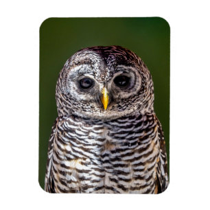 Cutest Baby Animals   Tawny Owl Magnet
