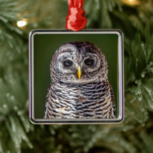 Cutest Baby Animals   Tawny Owl Metal Ornament