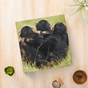 Cutest Baby Animals Three Chimpanzees Hugging Binder