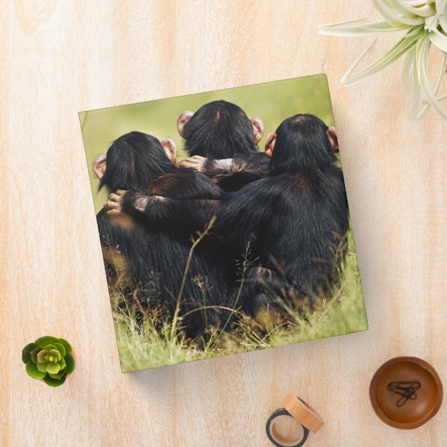 Cutest Baby Animals | Three Chimpanzees Hugging Binder (In Situ)