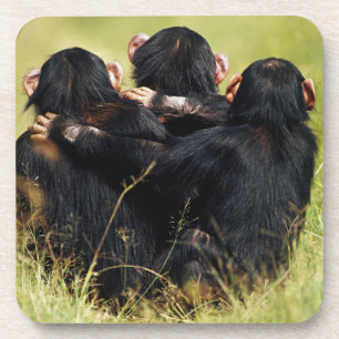 Cutest Baby Animals Three Chimpanzees Hugging Coaster