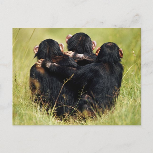 Cutest Baby Animals | Three Chimpanzees Hugging Postcard (Front)
