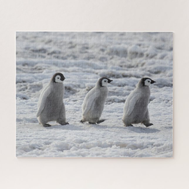 Cutest Baby Animals | Three Emperor Penguin Chicks Jigsaw Puzzle (Horizontal)