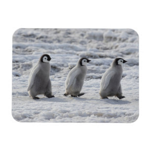 Cutest Baby Animals   Three Emperor Penguin Chicks Magnet