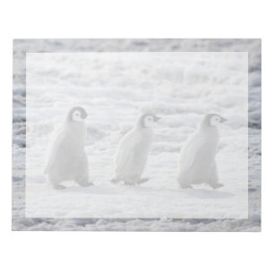 Cutest Baby Animals Three Emperor Penguin Chicks Notepad