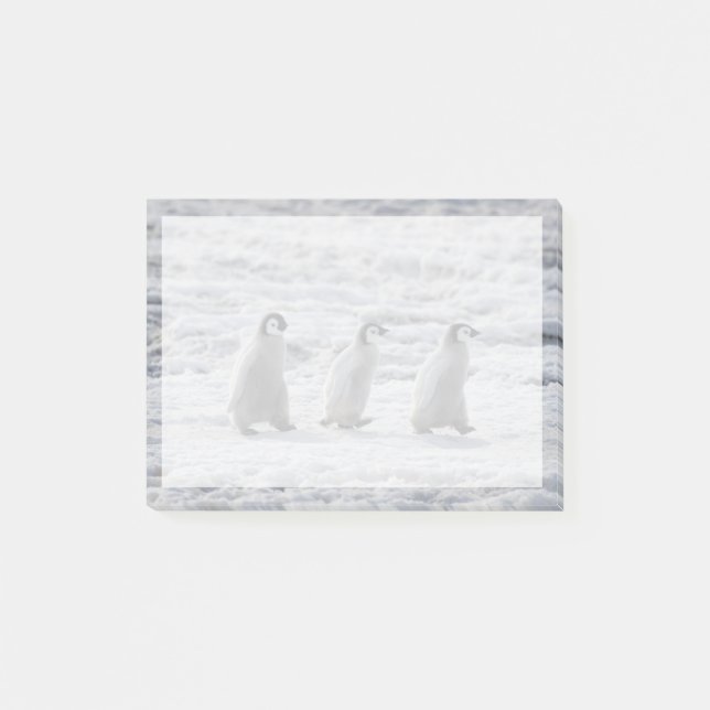 Cutest Baby Animals | Three Emperor Penguin Chicks Post-it Notes (Front)