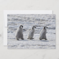 Cutest Baby Animals | Three Emperor Penguin Chicks