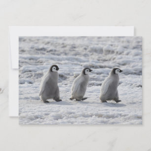 Cutest Baby Animals Three Emperor Penguin Chicks Thank You Card
