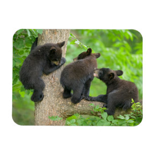 Cutest Baby Animals Three Young Black Bear Cubs Magnet
