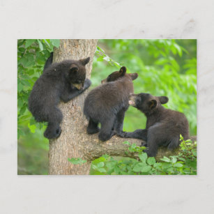 Cutest Baby Animals   Three Young Black Bear Cubs Postcard
