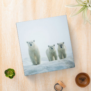 Cutest Baby Animals Three Young Polar Bears Binder
