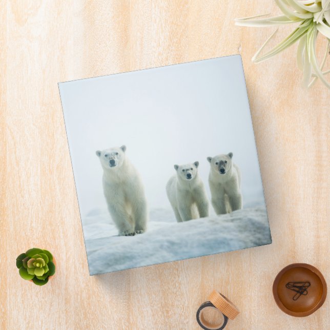 Cutest Baby Animals | Three Young Polar Bears Binder (In Situ)