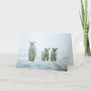 Cutest Baby Animals Three Young Polar Bears Card