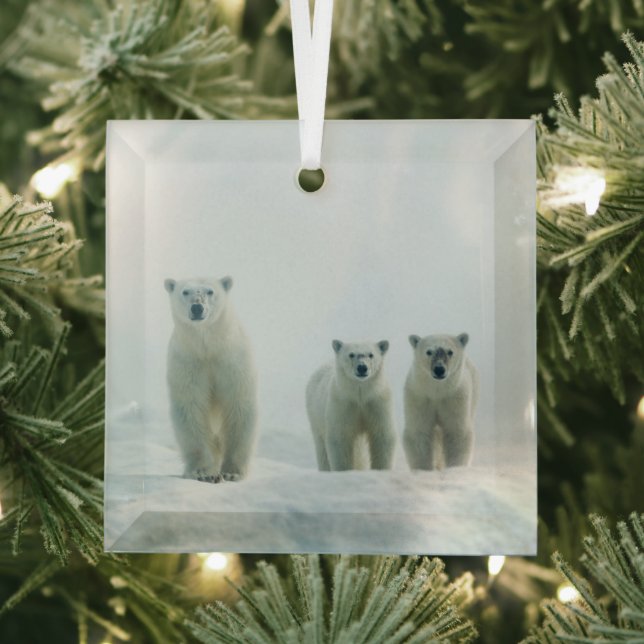 Cutest Baby Animals | Three Young Polar Bears Glass Ornament (Insitu)