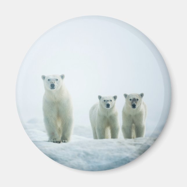 Cutest Baby Animals | Three Young Polar Bears Magnet (Front)