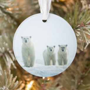 Cutest Baby Animals   Three Young Polar Bears Ornament