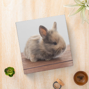 Cutest Baby Animals Tiny Baby Bunny Binder