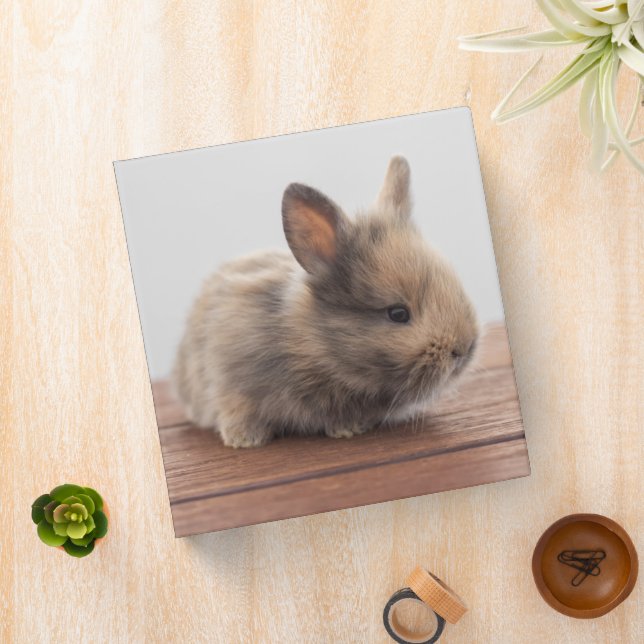 Cutest Baby Animals | Tiny Baby Bunny Binder (In Situ)