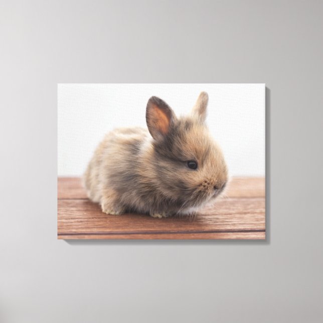 Cutest Baby Animals | Tiny Baby Bunny Canvas Print (Front)