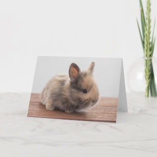 Cutest Baby Animals   Tiny Baby Bunny Card