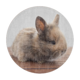 Cutest Baby Animals   Tiny Baby Bunny Cutting Board