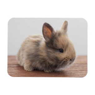 Cutest Baby Animals   Tiny Baby Bunny Magnet