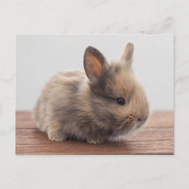 Cutest Baby Animals | Tiny Baby Bunny Postcard (Front)