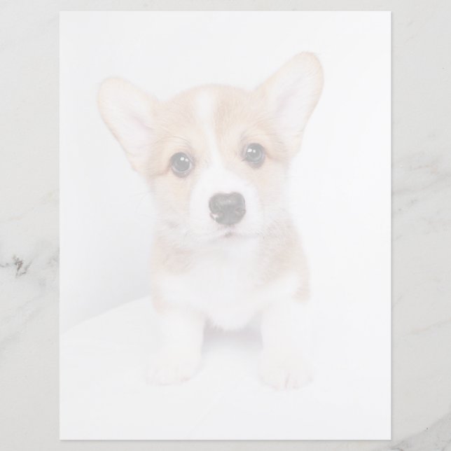 Cutest Baby Animals | Tiny Corgi (Front)