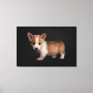 Cutest Baby Animals   Tiny Corgi Canvas Print