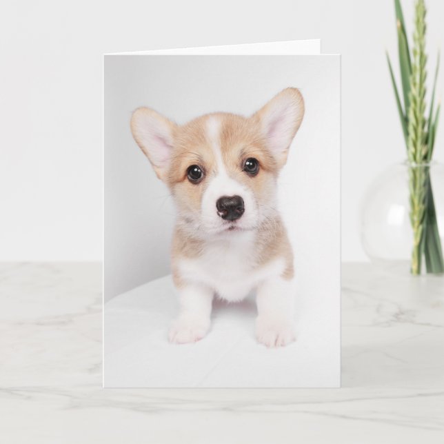 Cutest Baby Animals | Tiny Corgi Card (Front)