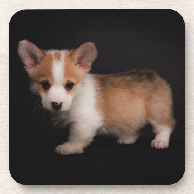 Cutest Baby Animals | Tiny Corgi Coaster (Front)